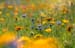 Blumenwiese
